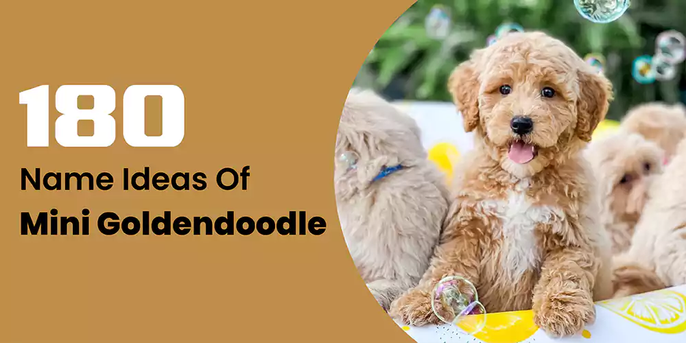 180 Mini Goldendoodle Names