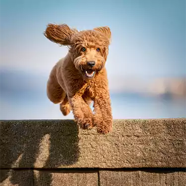 Appearance of Goldendoodle F3