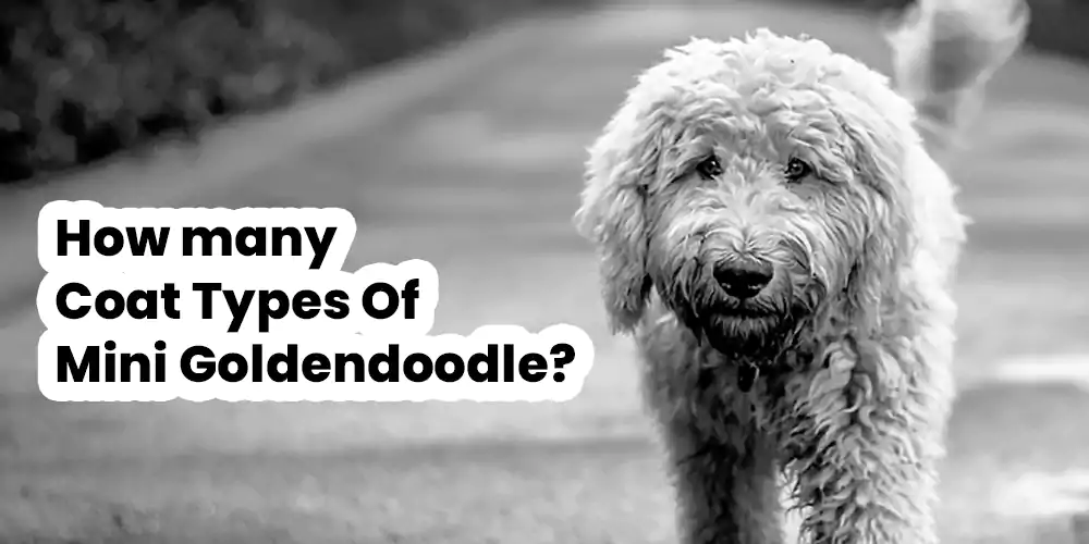 Coat Types Of Mini Goldendoodle