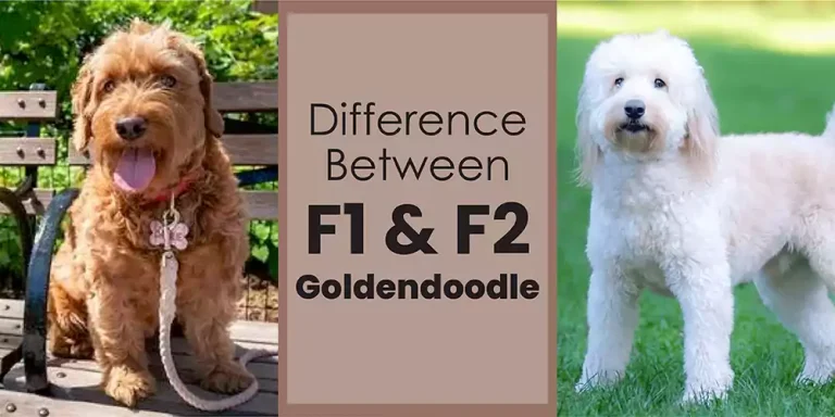 Difference Between F1 And F2 Goldendoodle