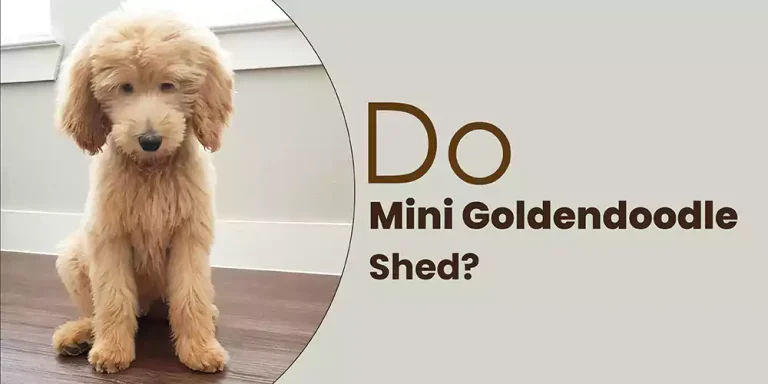 Do Mini Goldendoodles Shed?