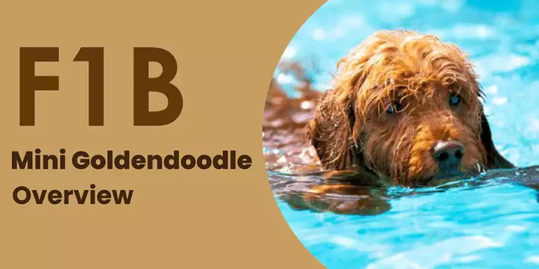 F1B Mini Goldendoodle | A Comprehensive Overview