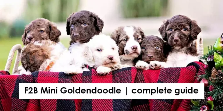 F2B Mini Goldendoodle | complete guide