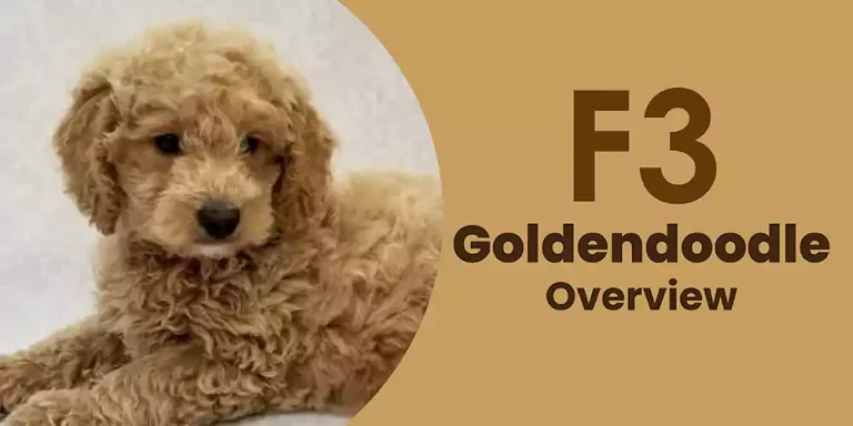 F3 Goldendoodle | A Comprehensive Overview