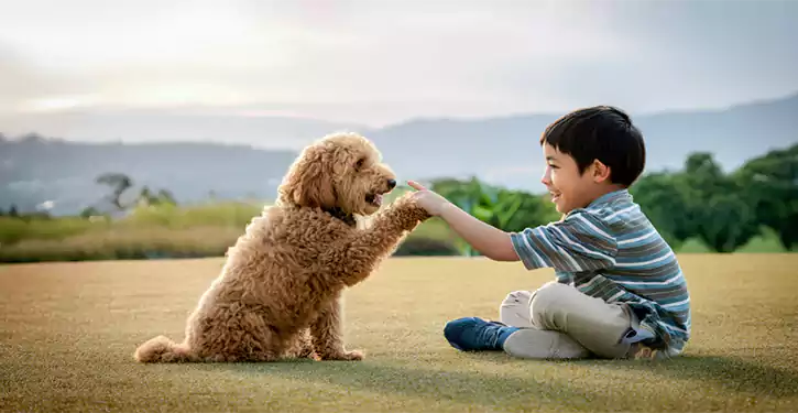 F3 Goldendoodle good with kids