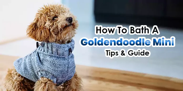 How to Bathe a Goldendoodle Mini | Tips And Guide