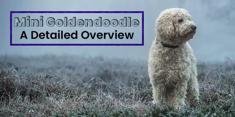 Mini Goldendoodle | A Comprehensive Overview