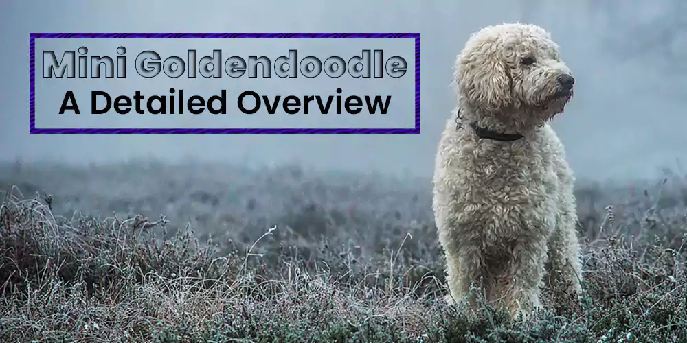 Mini Goldendoodle A Comprehensive Overview