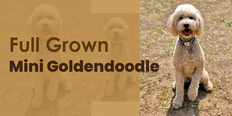 Mini Goldendoodle Full Grown