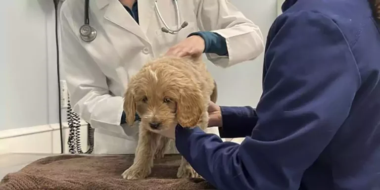 9 Common Mini Goldendoodle Health Issues