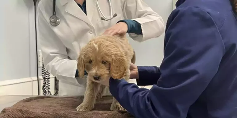 Mini Goldendoodle Health Issues