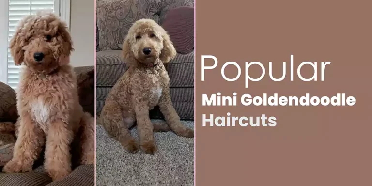7 Popular Mini Goldendoodle haircuts