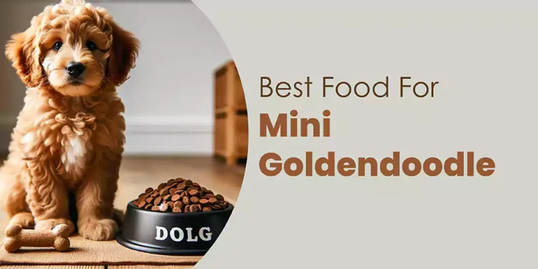 The Best Food For Mini Goldendoodle | Comprehensive Guide