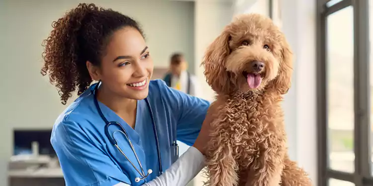 health issues of goldendoodle