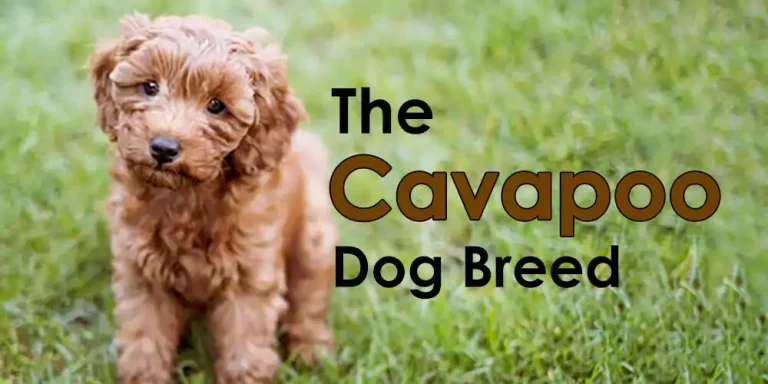 Comprehensive Guide To The Cavapoo Dog Breed