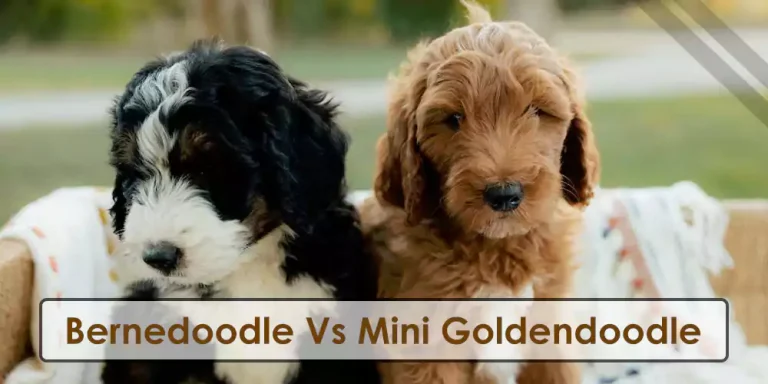Comparison In Mini Goldendoodle Vs Bernedoodle