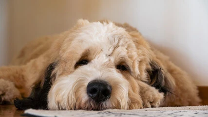 Mini Bernedoodles Shed