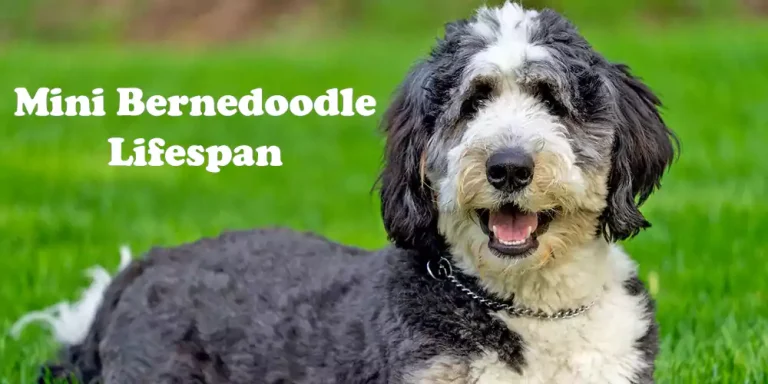 Mini Bernedoodle Lifespan