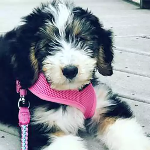 Tricolor Bernedoodle