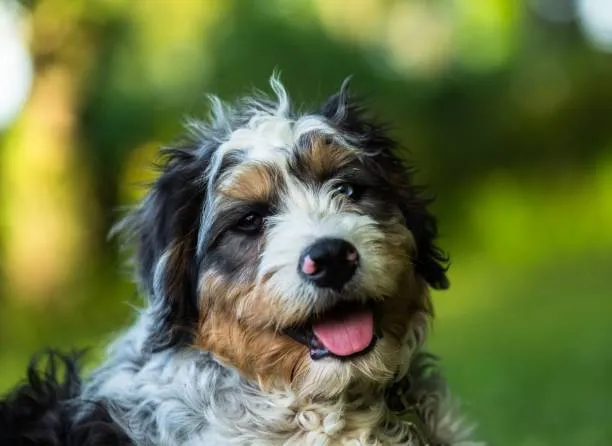 mini bernedoodle names