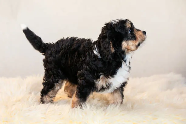 mini bernedoodle names 2