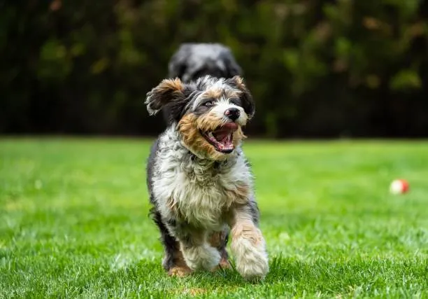 mini bernedoodle names 3