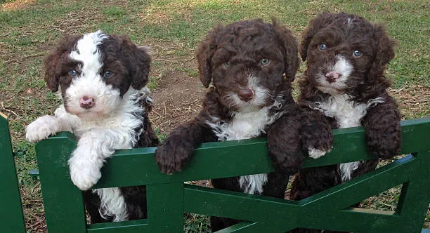 mini bernedoodle coat type