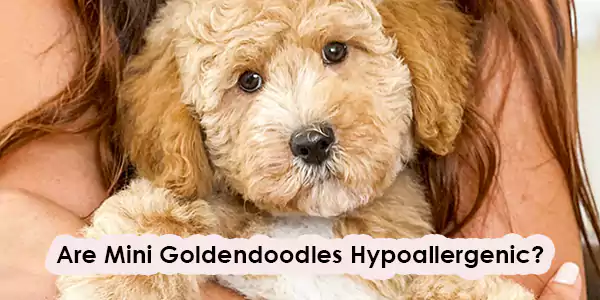 Are Mini Goldendoodles Hypoallergenic